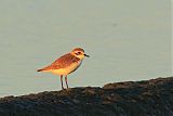 Lesser Sand-Plover